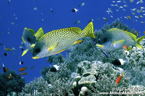 Gaterino tropicale (Plectorhinchus gaterinus)