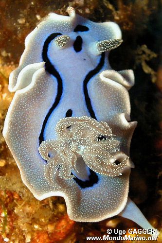 Chromodoris willani (Chromodoris willani)