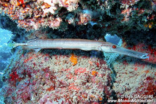 Pesce trombetta (Aulostomus chinensis)