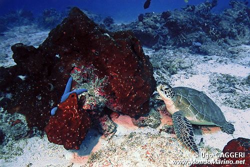 Tartaruga verde (Chelonia mydas)