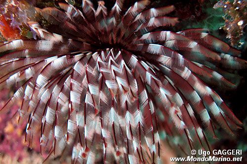 Spirografo (n.d. n.d.)