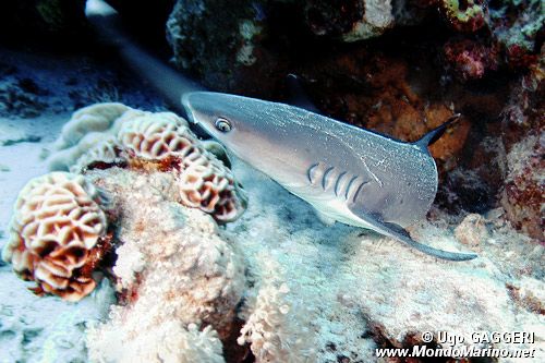 Squalo pinna bianca (Triaenodon obesus)