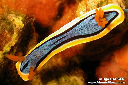 Chromodoris (Chromodoris lochi)