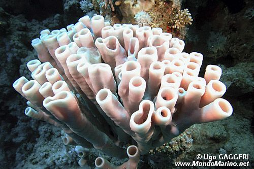 Spugna tropicale (Callyspongia siphonella)