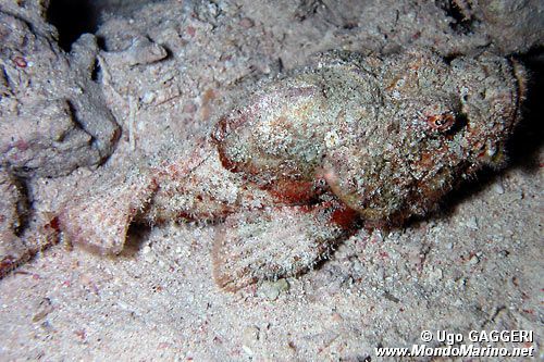 Pesce pietra (Synanceia verrucosa)