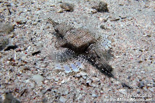 Pesce pegaso minore (Eurypegasus draconis)