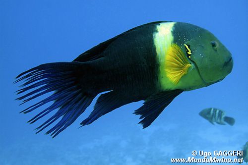 Tordo dalla coda sfrangiata (Cheilinus lunulatus)