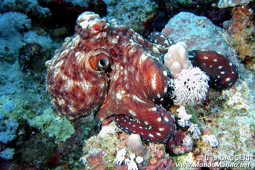 Polpo (Octopus cyanea)