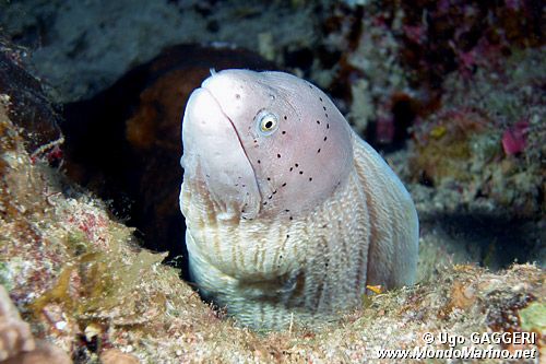 Murena grigia (Siderea grisea)