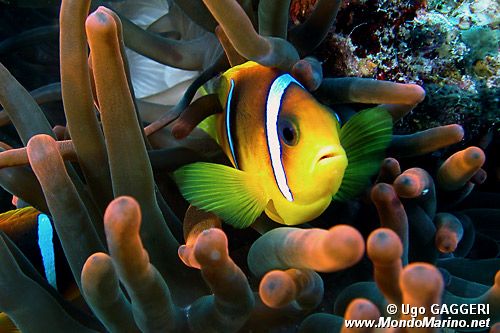 Pesce pagliaccio (Amphiprion bicintus)