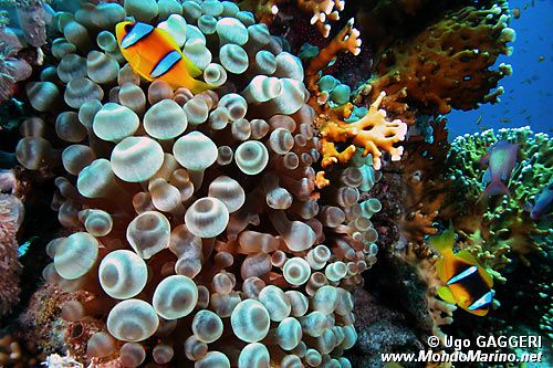 Pesce pagliaccio (Amphiprion bicintus)