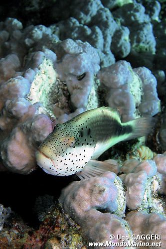 Pesce falco (Paracirrhites forsteri)