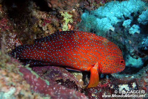 Cernia miniata (Cephalopholis miniata)