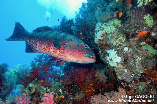 Cernia dei coralli del Mar rosso (Plectropomus pessuliferus marisrubri)