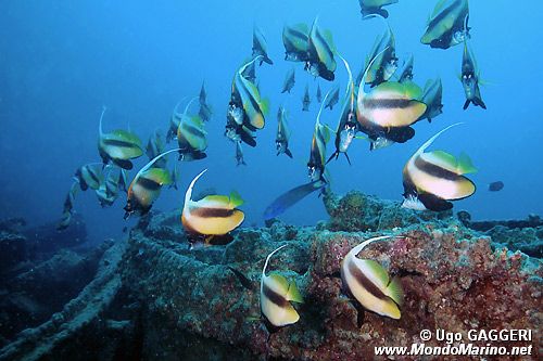 Pesce farfalla virgola (Heniochus intermedius)