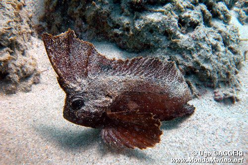 Pesce foglia (Ablabys taenianotus)