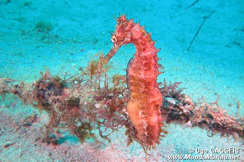 Ippocampo spinoso (Hippocampus histrix)