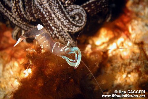 Gamberetto (Periclimenes magnificus)
