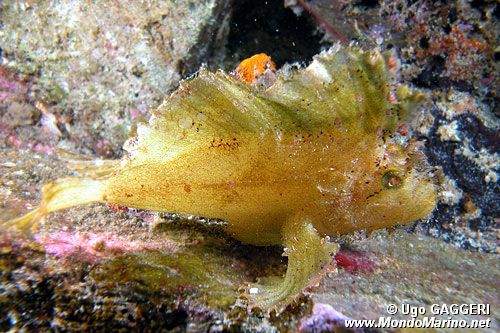 Pesce foglia (Taenianotus triacanthus)