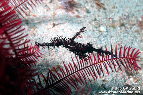 Pesce ago fantasma ornato (Solenostomus paradoxus)
