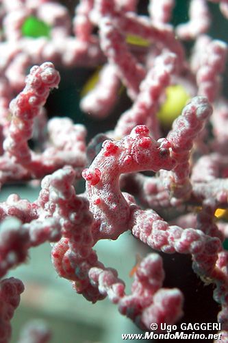 Cavalluccio marino pigmeo (Hippocampus bargibanti)