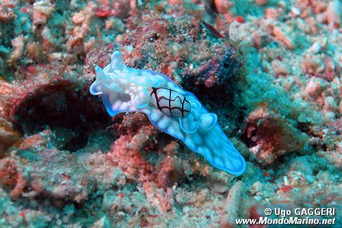 Cefalaspide (Micromelo undatus)