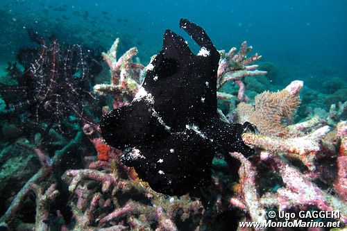 Pesce rana gigante (Antennarius commersoni)