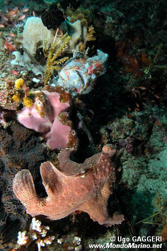 Pesce rana pitturato (Antennarius pictus)