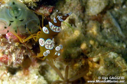 Gambero di Ambon (Thor amboinensis)