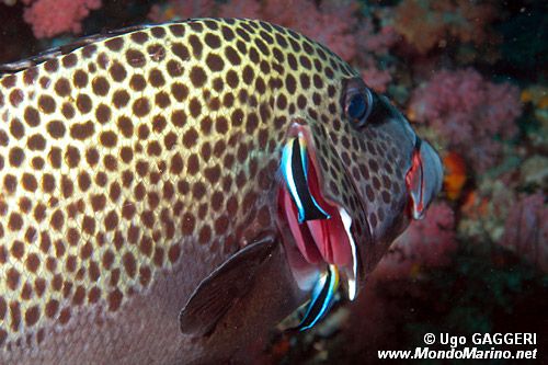 Gaterino arlecchino (Plectorhinchus chaetodonoides)