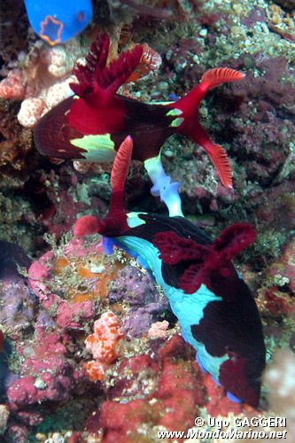 Nembrotha di Chamberlain (Nembrotha chamberlaini)