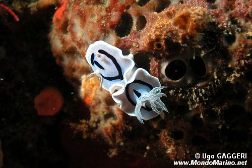 Chromodoris willani (Chromodoris willani)