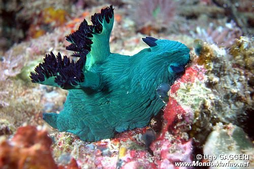 Nembrotha di Miller (Nembrotha milleri)
