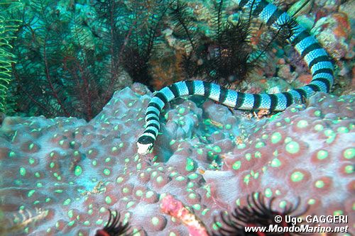 Serpente di mare (Laticauda colubrina)