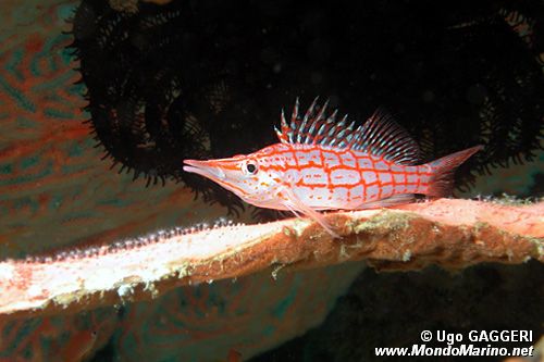 Pesce falco muso lungo (Oxycirrhites typus)