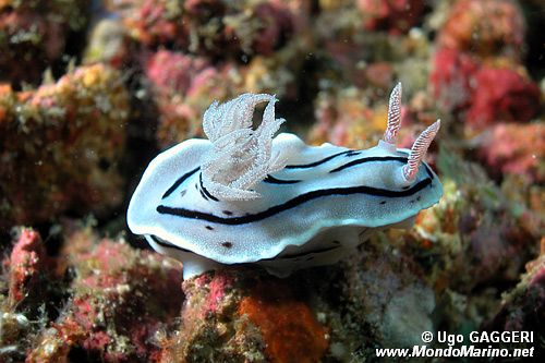 Chromodoris willani (Chromodoris willani)
