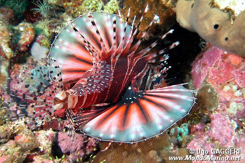 Pesce cobra zebrato (Dendrochirus zebra)