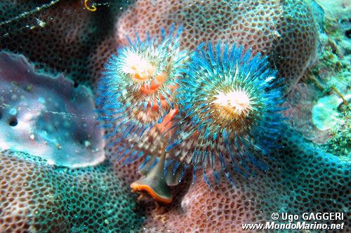 Verme sedentario (n.d. n.d.)