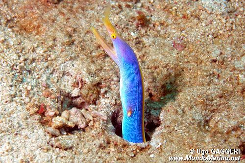 Murena a nastro (Rhinomuraena quaesita)