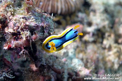 Chromodoris di anna (Chromodoris annae)
