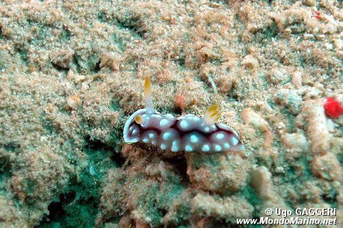 Fillidia elegante (Phyllidia elegans)