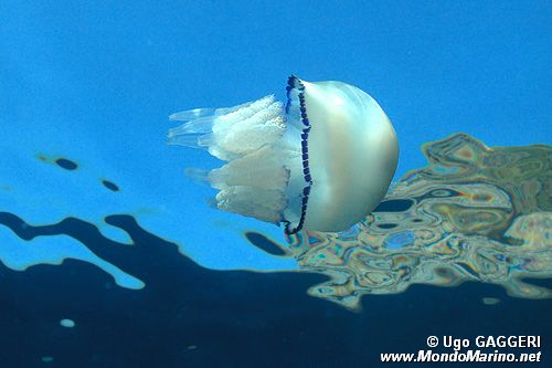 Polmone di mare (Rhizostoma pulmo)