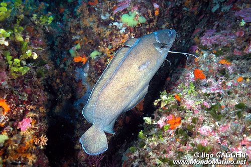 Musdea bianca (Phycis phycis)