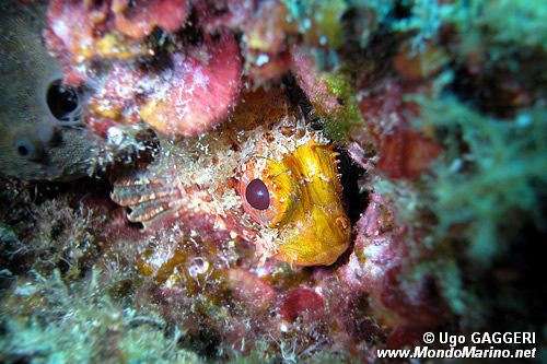 Scorfanotto (Scorpaena notata)