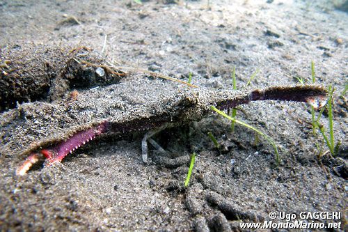 Granchio partenopeo (Parthenope sp.)