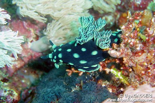Nembrotha (Nembrotha cristata)