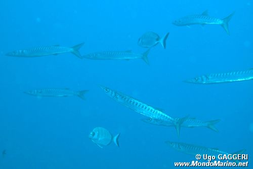 Barracuda (Sphyraena sphyraena)