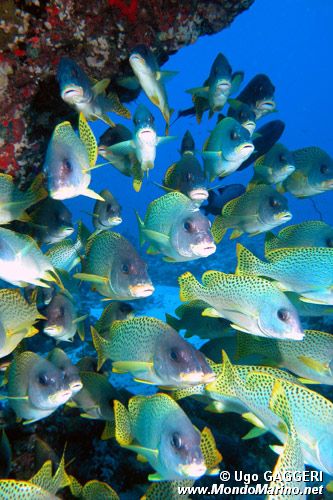 Gaterino tropicale (Plectorhinchus gaterinus)