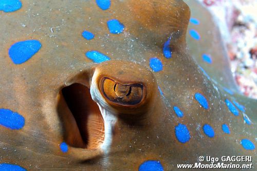 Razza a macchie blu (Taeniura lymma)