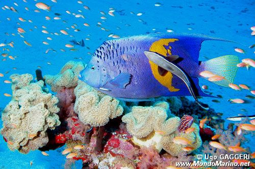 Pesce angelo maculato (Pomacanthus maculosus)